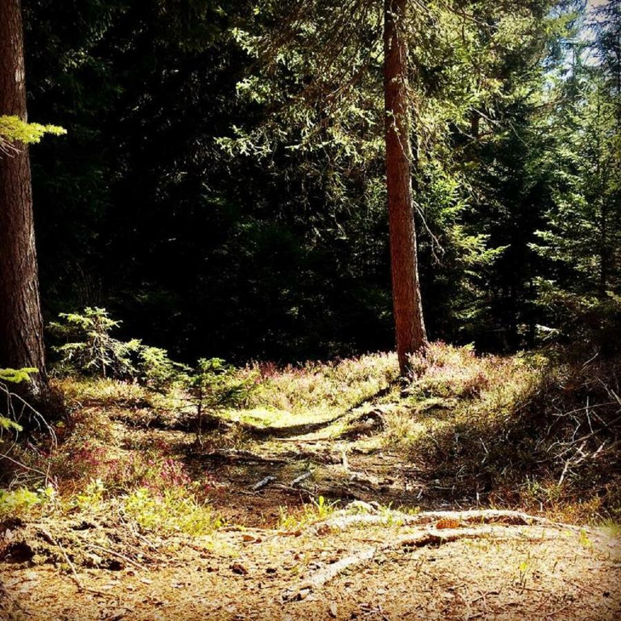 Appartmenthaus Birkenwald ゼーフェルト・イン・チロル エクステリア 写真