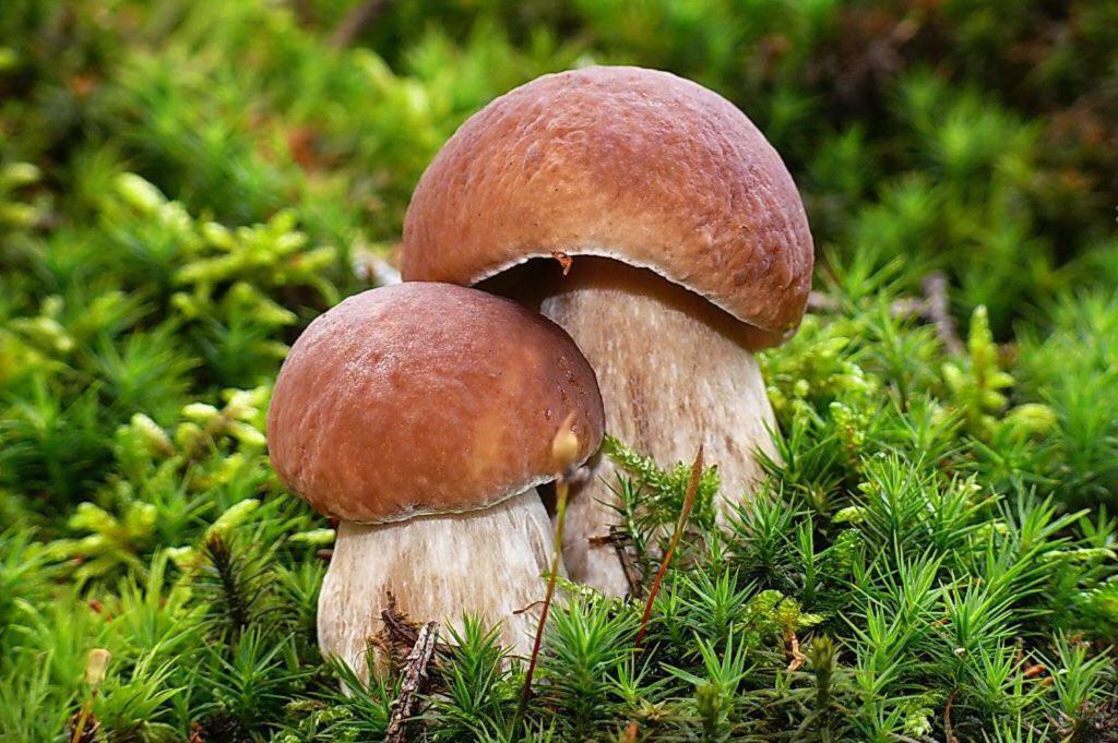 Appartmenthaus Birkenwald ゼーフェルト・イン・チロル エクステリア 写真
